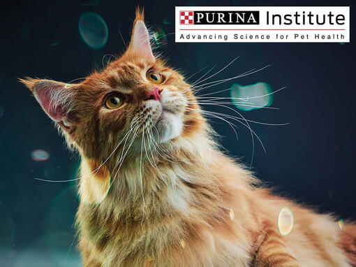 Purina Instituut ja innovatsioon