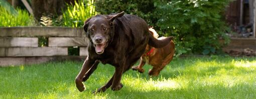 Šokolaadist labrador jookseb aias ringi